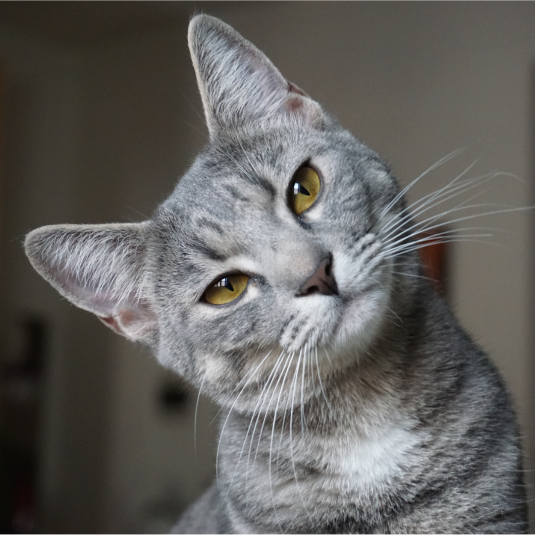 Gatos