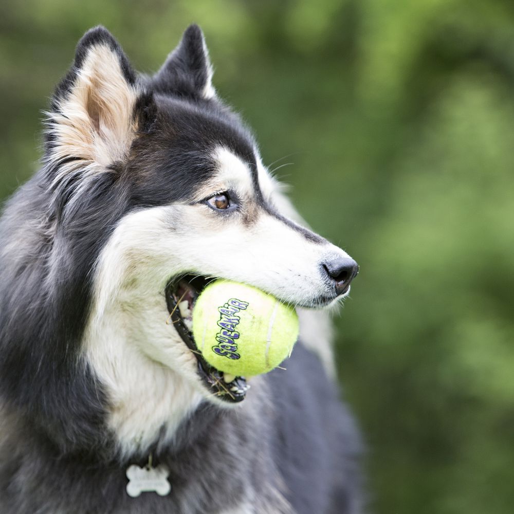 KONG BALL AIR