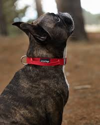 STREET DOGS COLLAR COMBAT 2,5CM RED